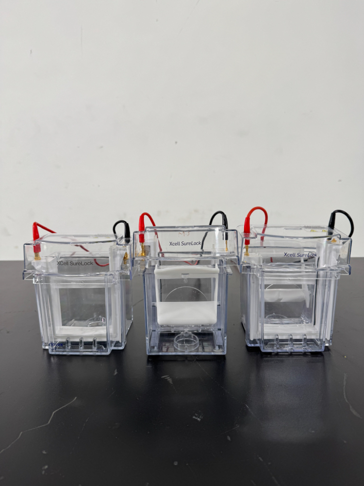 Image of Novex XCell SureLock Electrophoresis Cells - Quantity 3